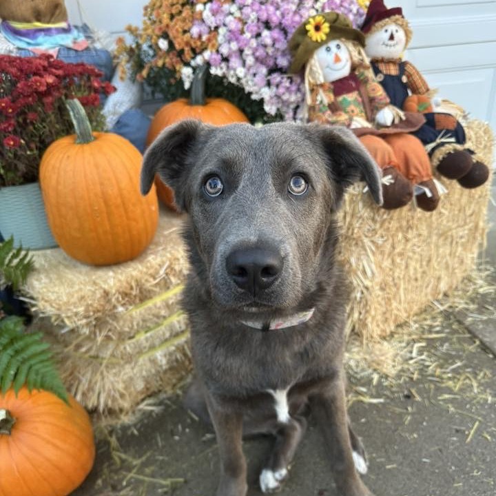 Arthur, an adoptable Mixed Breed in Beresford, SD, 57004 | Photo Image 1
