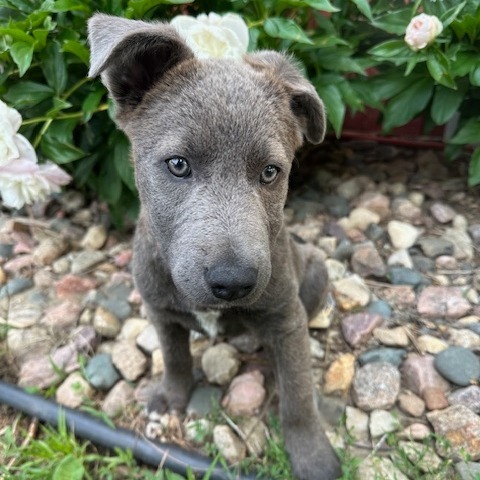 Arthur, an adoptable Mixed Breed in Beresford, SD, 57004 | Photo Image 2