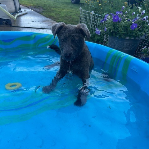 Arthur, an adoptable Mixed Breed in Beresford, SD, 57004 | Photo Image 2