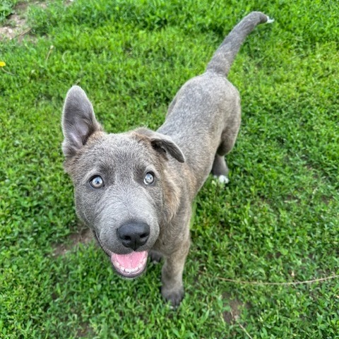 Arthur, an adoptable Mixed Breed in Beresford, SD, 57004 | Photo Image 3
