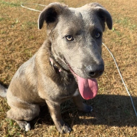Arthur, an adoptable Mixed Breed in Beresford, SD, 57004 | Photo Image 3