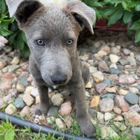 Arthur, an adoptable Mixed Breed in Beresford, SD, 57004 | Photo Image 4