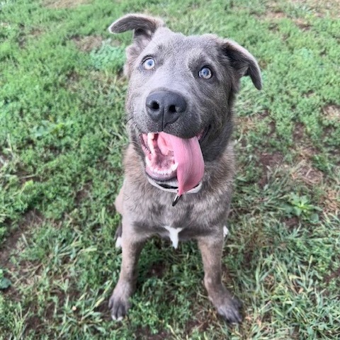 Arthur, an adoptable Mixed Breed in Beresford, SD, 57004 | Photo Image 4
