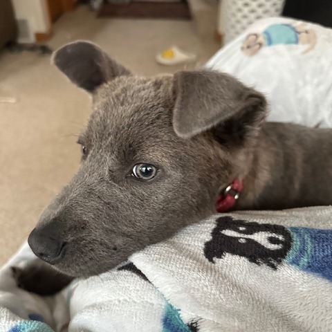 Arthur, an adoptable Mixed Breed in Beresford, SD, 57004 | Photo Image 5