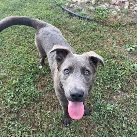 Arthur, an adoptable Mixed Breed in Beresford, SD, 57004 | Photo Image 5