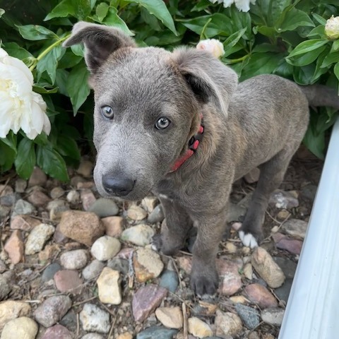 Arthur, an adoptable Mixed Breed in Beresford, SD, 57004 | Photo Image 6