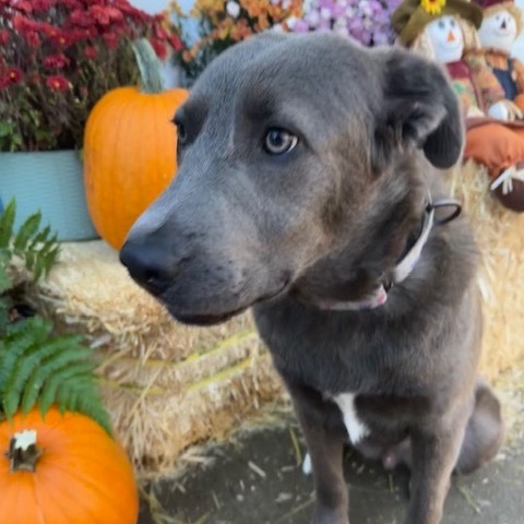 Arthur, an adoptable Mixed Breed in Beresford, SD, 57004 | Photo Image 6