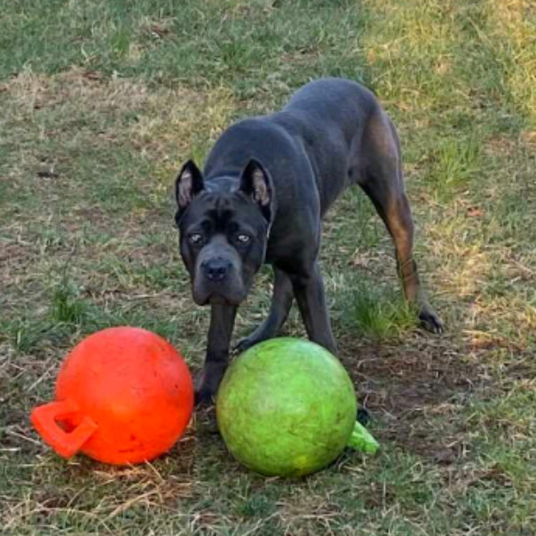 Diesel