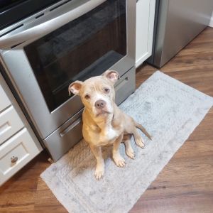 Polly Pocket, Adult Female Mixed Breed