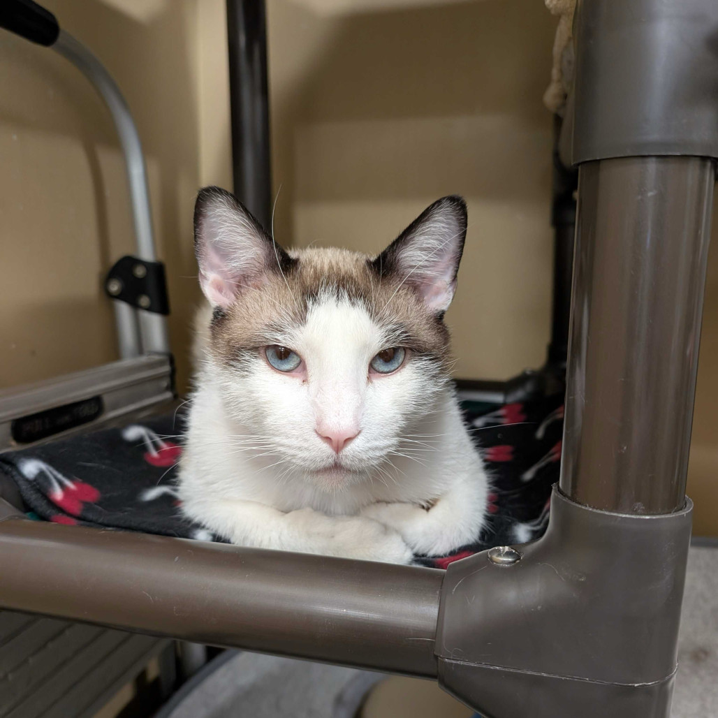 Smith, an adoptable Domestic Short Hair, Snowshoe in Long Beach, CA, 90805 | Photo Image 1