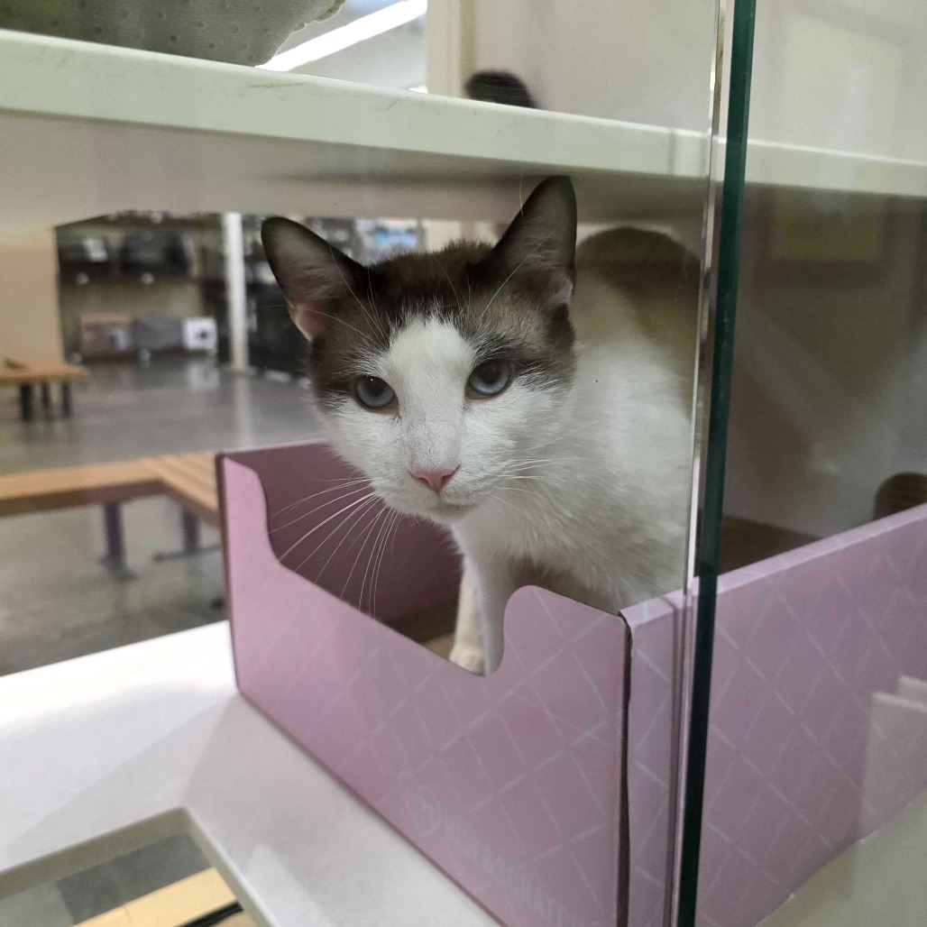 Smith, an adoptable Domestic Short Hair, Snowshoe in Long Beach, CA, 90805 | Photo Image 1
