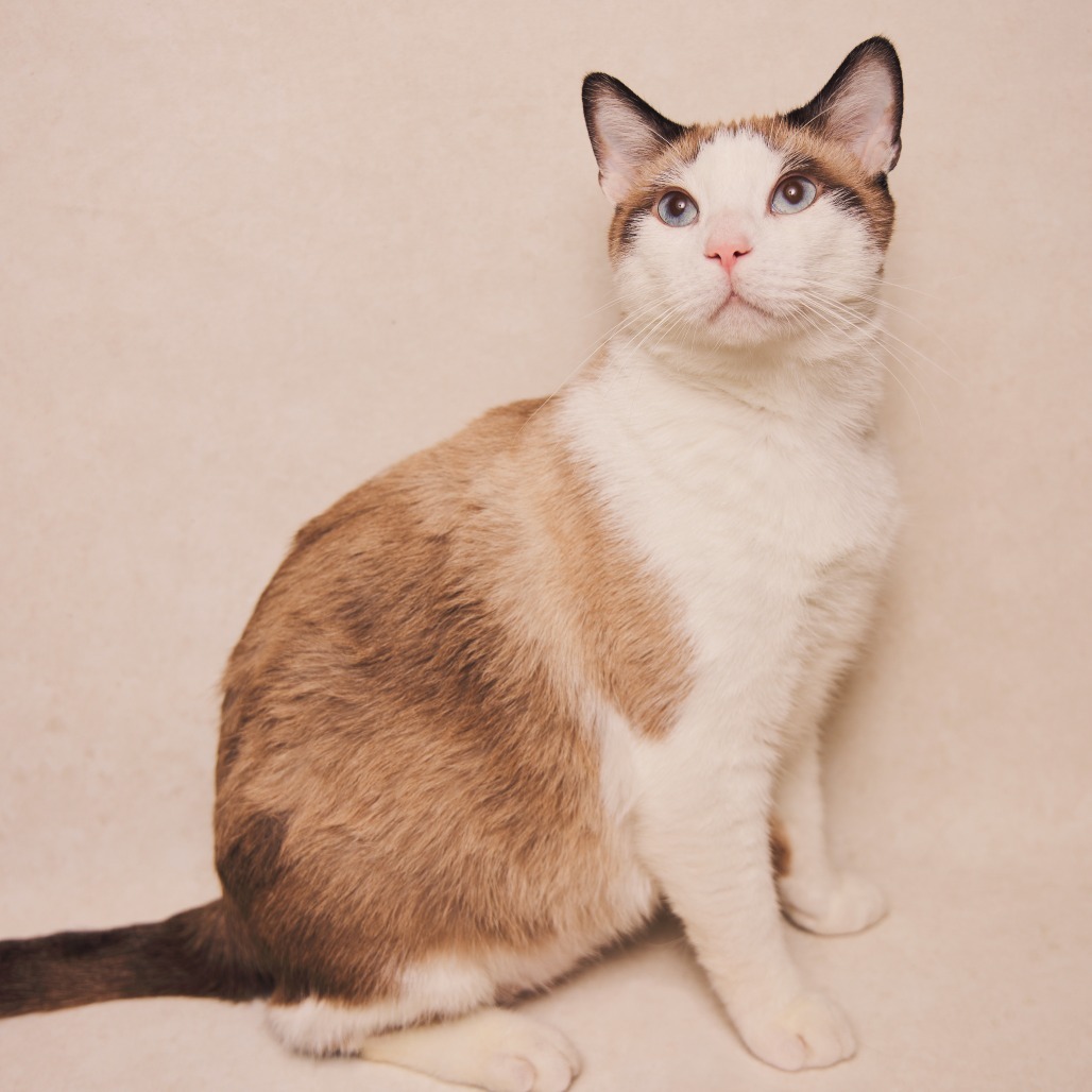 Smith, an adoptable Domestic Short Hair, Snowshoe in Long Beach, CA, 90805 | Photo Image 1