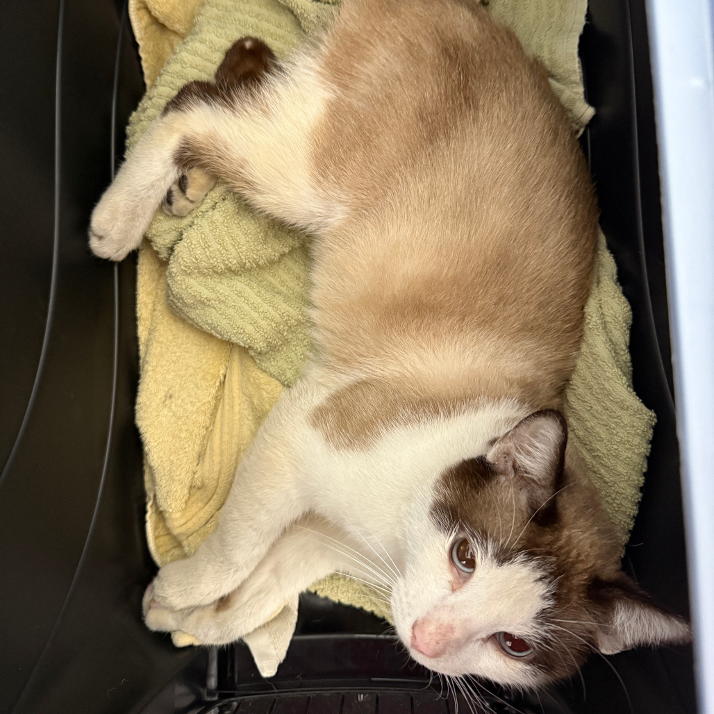 Smith, an adoptable Domestic Short Hair, Snowshoe in Long Beach, CA, 90805 | Photo Image 2