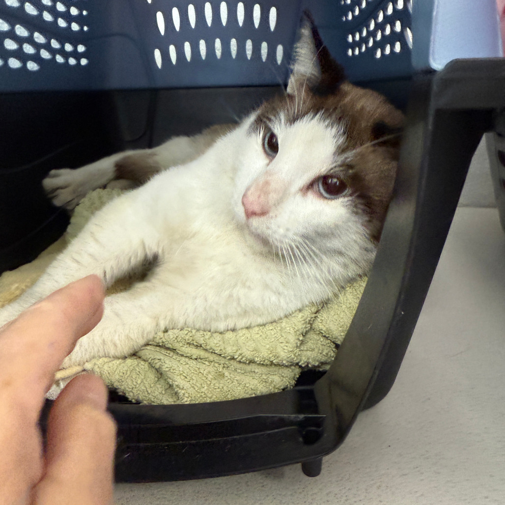Smith, an adoptable Domestic Short Hair, Snowshoe in Long Beach, CA, 90805 | Photo Image 3