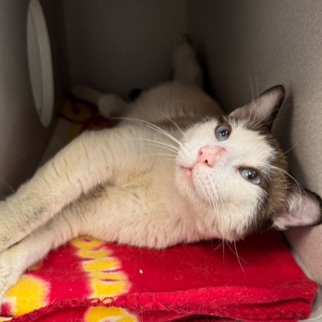 Smith, an adoptable Domestic Short Hair, Snowshoe in Long Beach, CA, 90805 | Photo Image 4