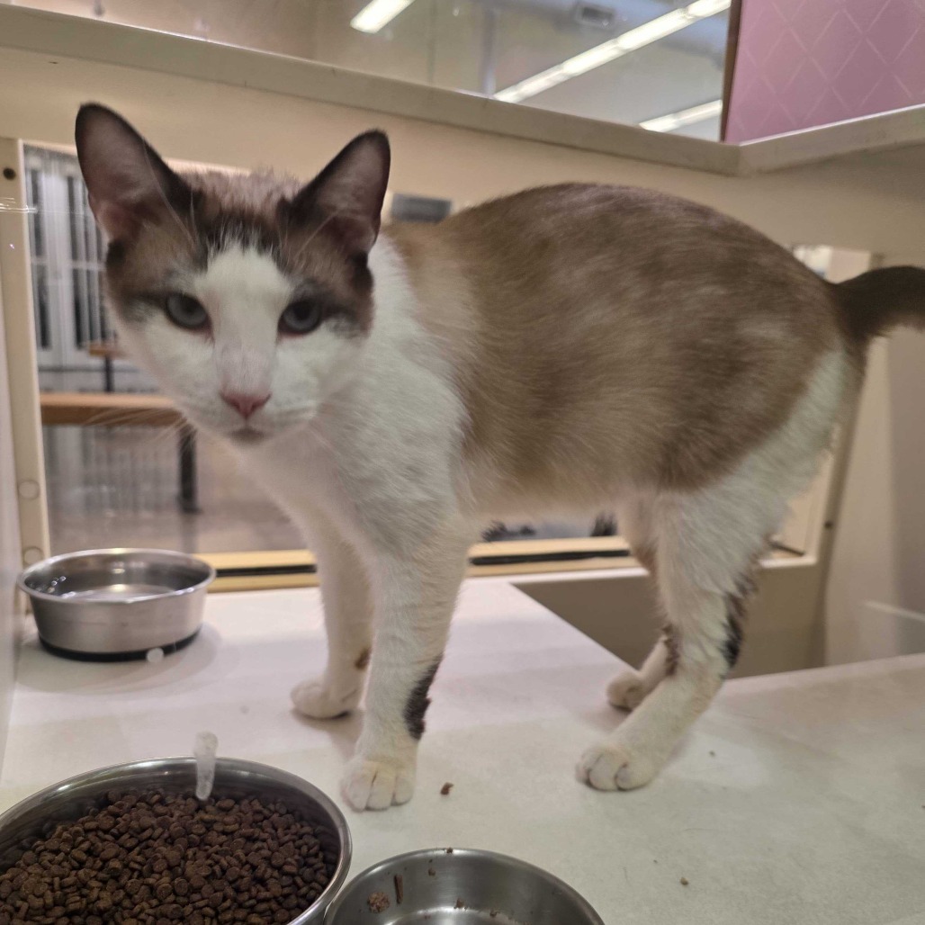 Smith, an adoptable Domestic Short Hair, Snowshoe in Long Beach, CA, 90805 | Photo Image 5