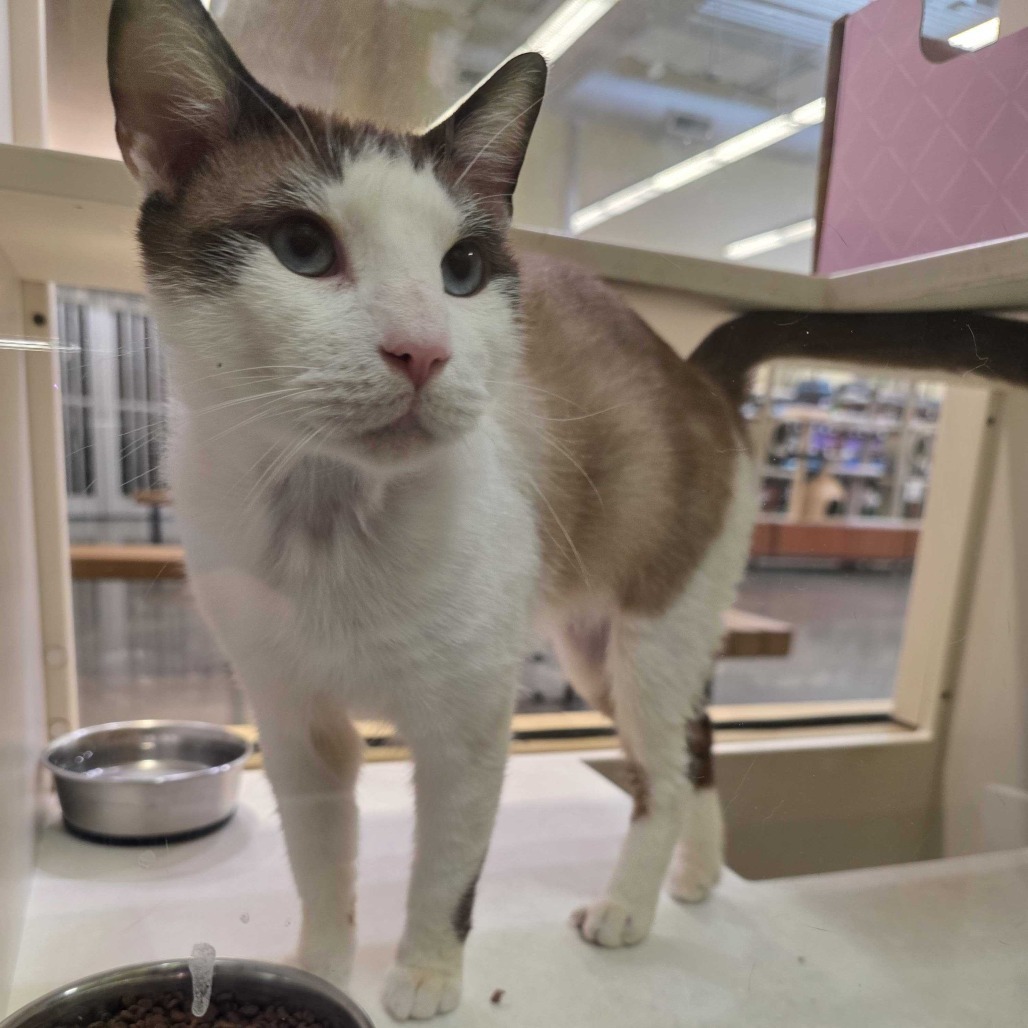 Smith, an adoptable Domestic Short Hair, Snowshoe in Long Beach, CA, 90805 | Photo Image 6