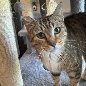 Meet Trixie the Trickster - 4 years old 8 pounds of tabby sass and a whole lot of cattitude Trixi