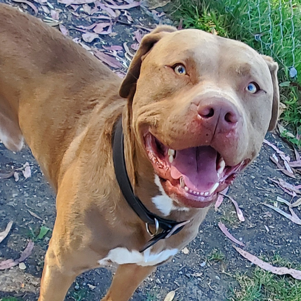 Sampson