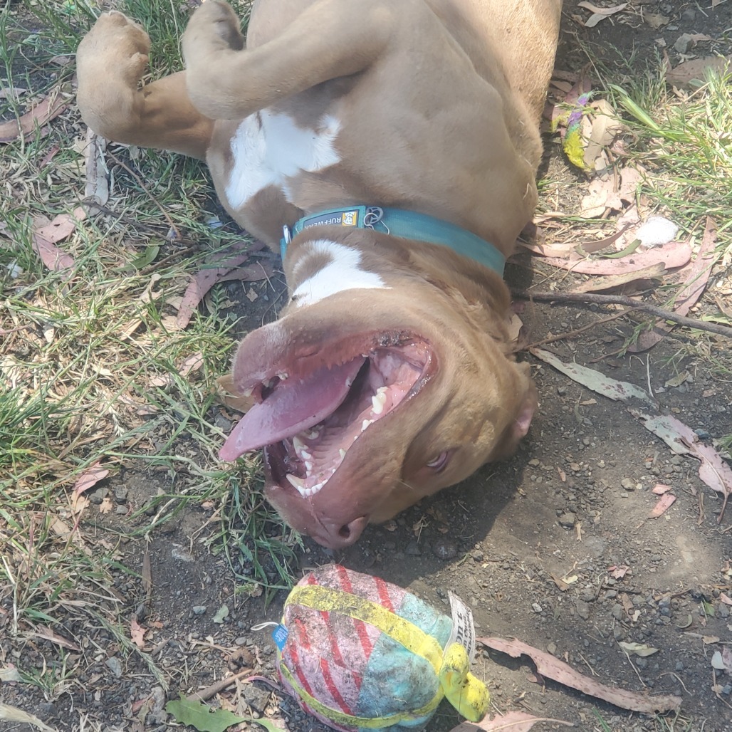 Sampson