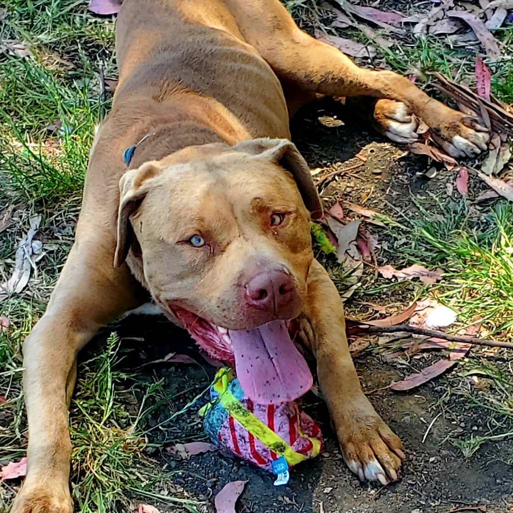 Sampson