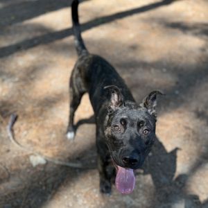 Bemoe, Young Male Mixed Breed