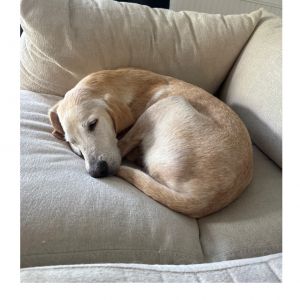 Jedadiah, Senior Male Mixed Breed