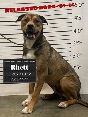 Rhett, Young Male Hound