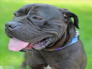 BILOXI, Young Female Staffordshire Bull Terrier