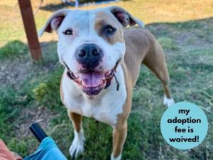 CHLOE, Adult Female Pit Bull Terrier