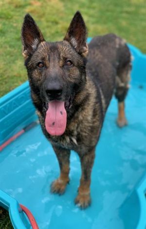 ROCKO, Adult Male German Shepherd Dog