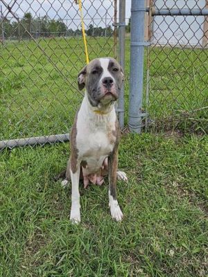 TAYLOR, Adult Female Pit Bull Terrier
