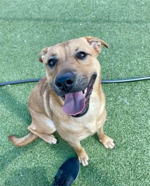 AINSLEY, Adult Female Labrador Retriever