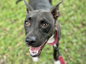 Hi Im Della 2-year-old black American Staffordshire Terrier type dog weighing 49 pounds I came to 