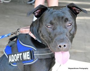 OAKLEY, Young Male Pit Bull Terrier