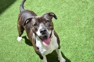 WATCH MY VIDEOOh sweet Brook can she be part of your family This 2-year-old gal was transferred 