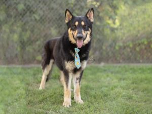 OSITO German Shepherd Dog Dog