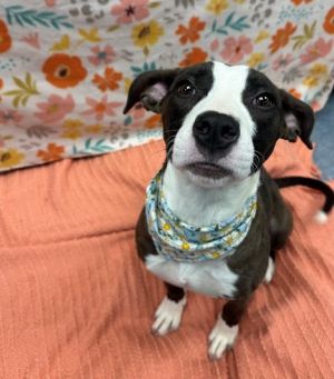 CUPBOARD, Young Female Pit Bull Terrier