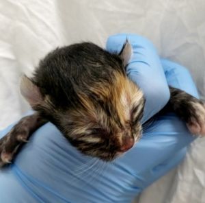 CAMELLIA, Baby Female Domestic Short Hair
