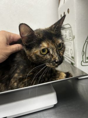 DAISY, Young Female Domestic Short Hair