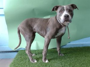 BABY Pit Bull Terrier Dog
