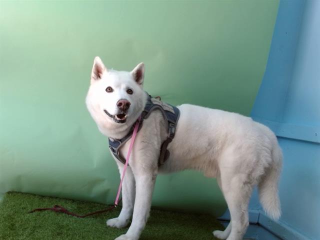 APOLLO