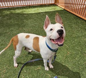 KASH, Adult Male Pit Bull Terrier