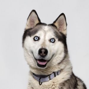 Meet Milo  7-Year-Old Male Siberian Husky Dont let his age fool youMilo is still full of Husky en