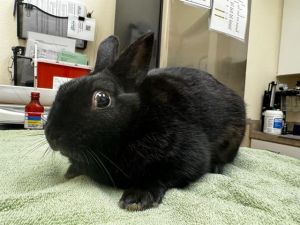 EDUARDO, Young Male Bunny Rabbit