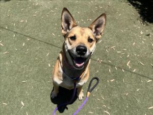 BELLA German Shepherd Dog Dog