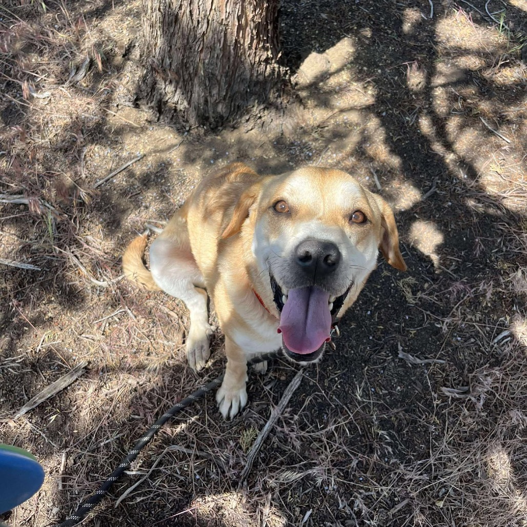 Marley, an adoptable Yellow Labrador Retriever, Mixed Breed in Bend, OR, 97702 | Photo Image 1