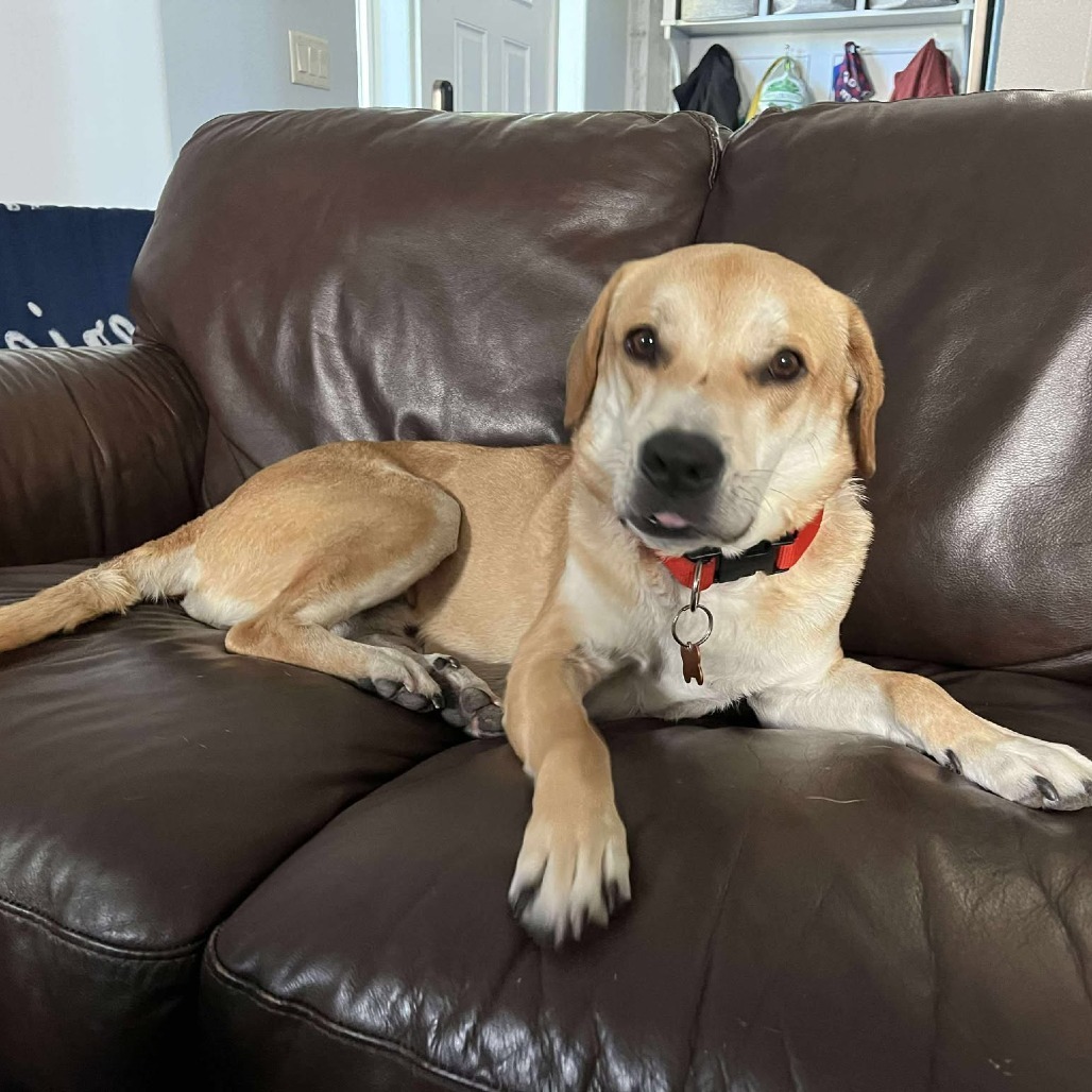 Marley, an adoptable Yellow Labrador Retriever, Mixed Breed in Bend, OR, 97702 | Photo Image 1