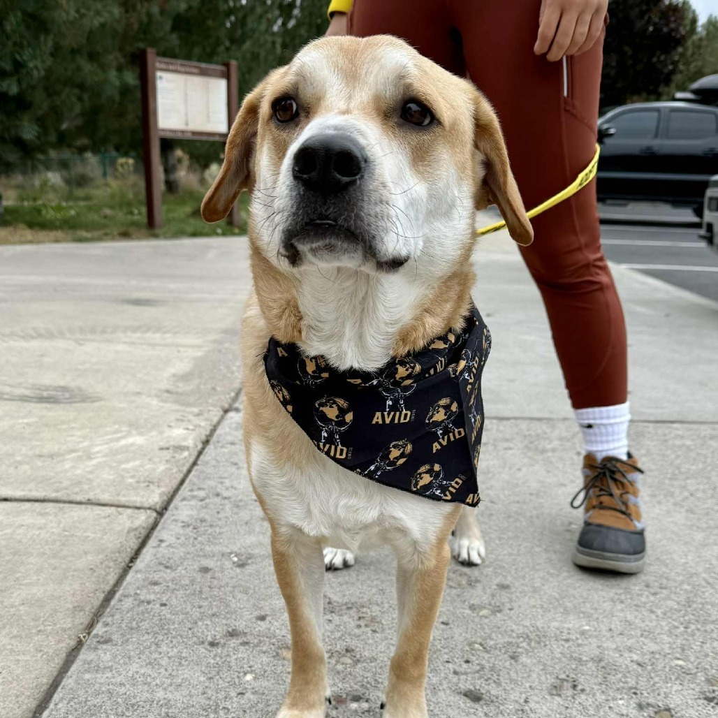 Marley, an adoptable Yellow Labrador Retriever, Mixed Breed in Bend, OR, 97702 | Photo Image 1