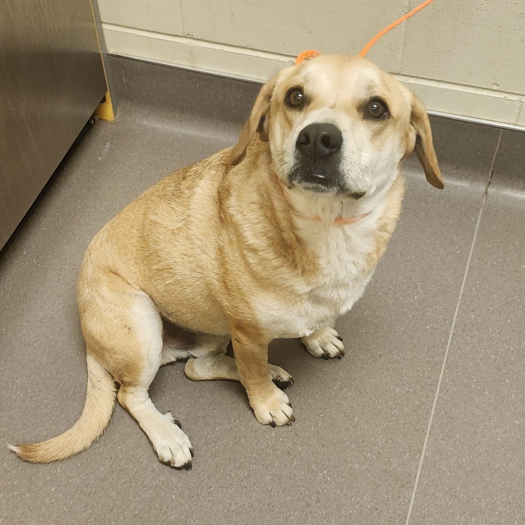 Marley, an adoptable Yellow Labrador Retriever, Mixed Breed in Bend, OR, 97702 | Photo Image 2